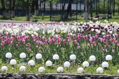 Уссурийские клумбы украсят более 18 тысяч тюльпанов