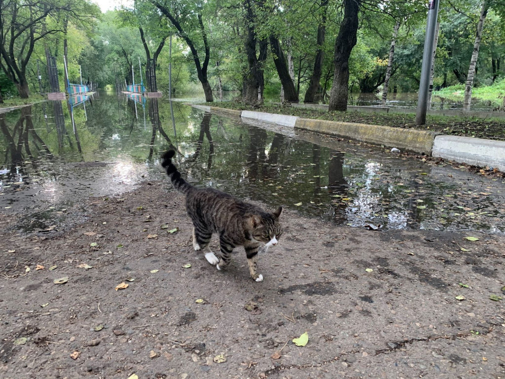 За сутки уровень воды в реках Уссурийска достиг опасного гидрологического  явления